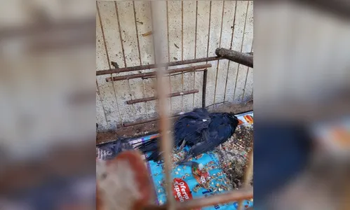 PF investiga morte de 600 animais em centro de tratamento do Ibama