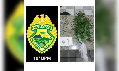 PM de Apucarana prende  adolescente e um homem com pé de maconha e drogas
