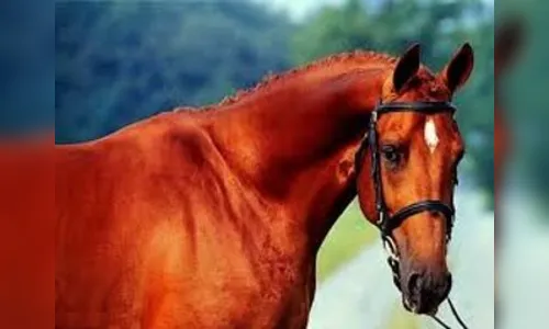 PM é chamada para atender briga por posse de cavalo