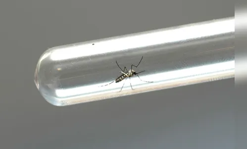Paraná registra 132 novos casos de dengue