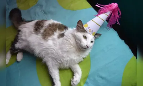 Pessoas se aglomeram para festa de aniversário de gato e contraem Covid-19