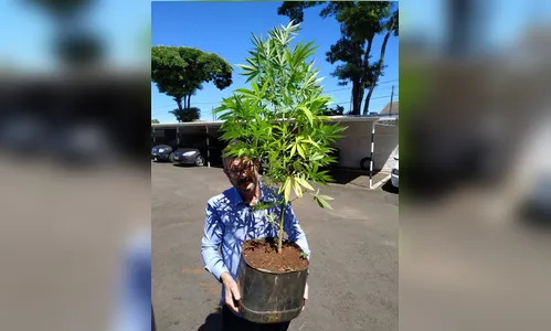 Polícia Civil encontra grande pé de maconha em casa de jovem
