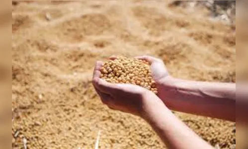 Produção de grãos deve chegar a 268,3 milhões de toneladas, diz Conab