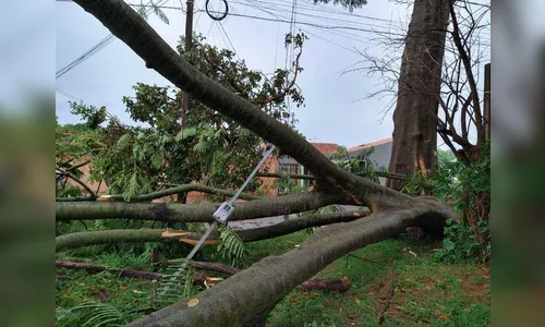 Queda de árvore pelo temporal motiva briga de vizinhas