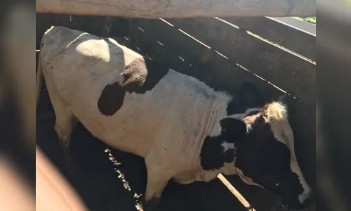 Setor de furtos e roubos recupera gado furtado