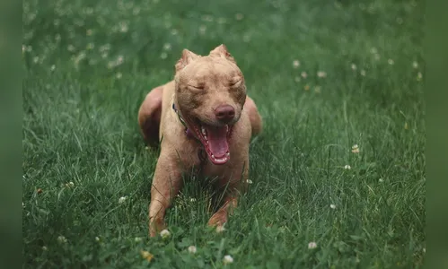 Skatista fica ferido após ser atacado por cães da raça pitbull