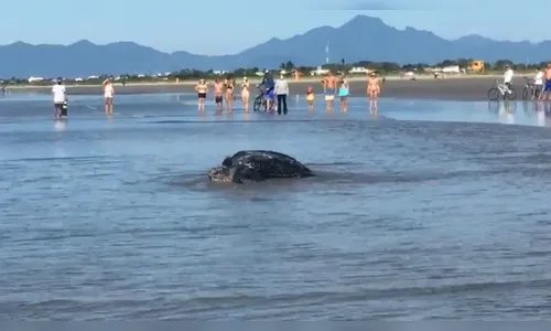 Tartaruga-gigante é flagrada ao voltar para o mar após desova