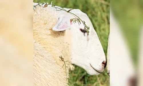 Vizinhos denunciam maus tratos com carneiro em propriedade na BR-376