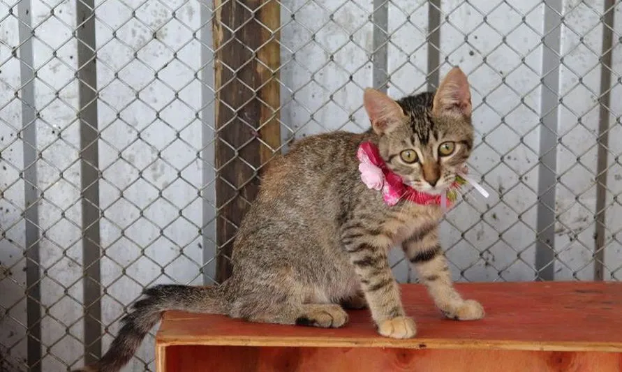 Animais especiais resgatados em Brumadinho aguardam adoção responsável