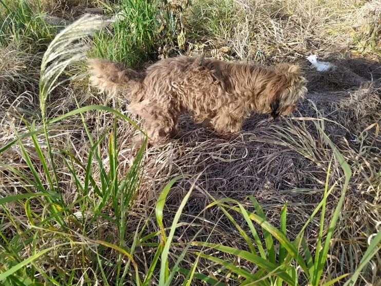 Animal é abandonado em terreno com mato alto; moradores reclamam