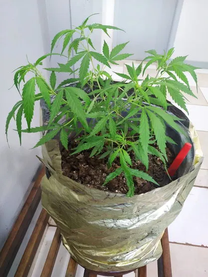 Após denúncia, PM apreende pé de maconha na Vila Nova