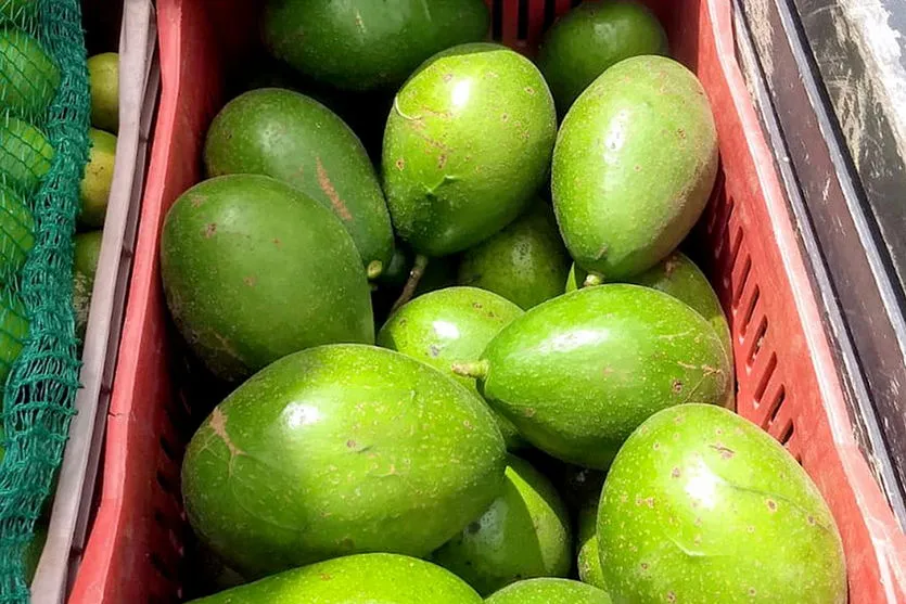 Apucarana e Arapongas lideram na produção de abacate