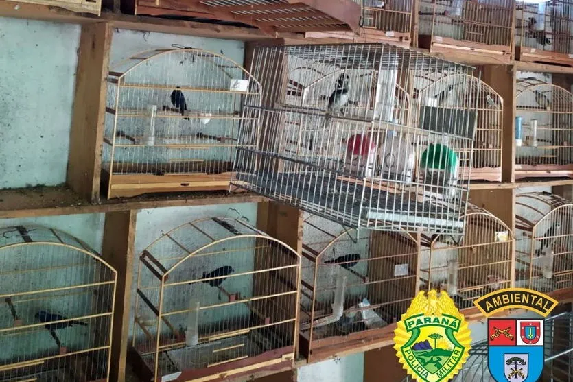 Batalhão Ambiental resgata 116 pássaros em cativeiro ilegal