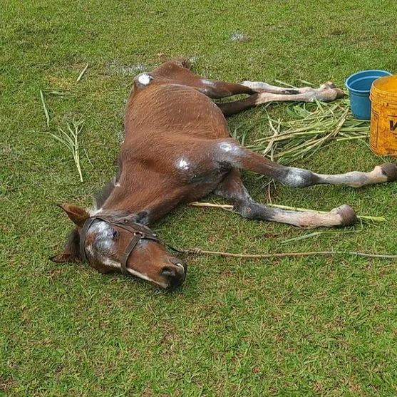 Dono de cavalo maltratado é notificado