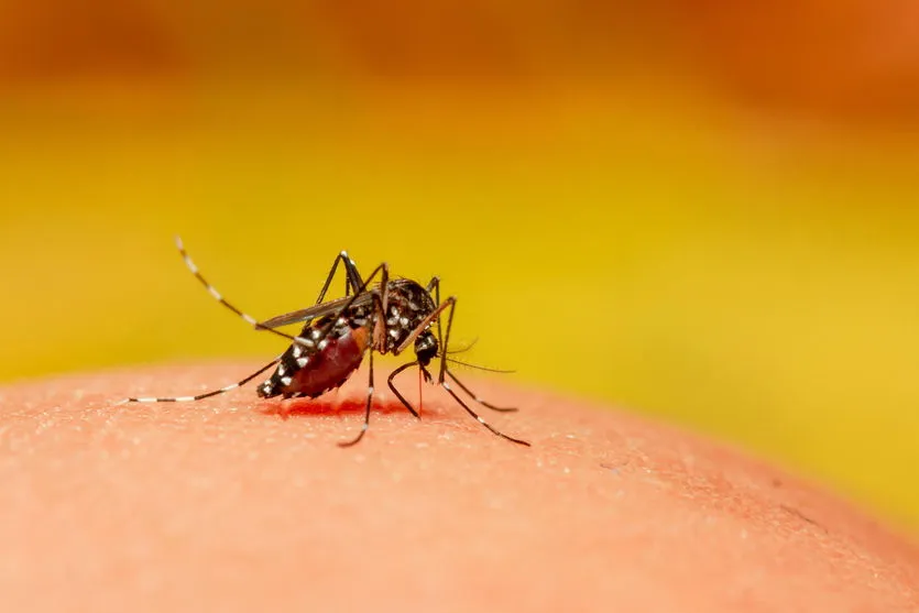 Estado registra 503 novos casos e dois óbitos por dengue
