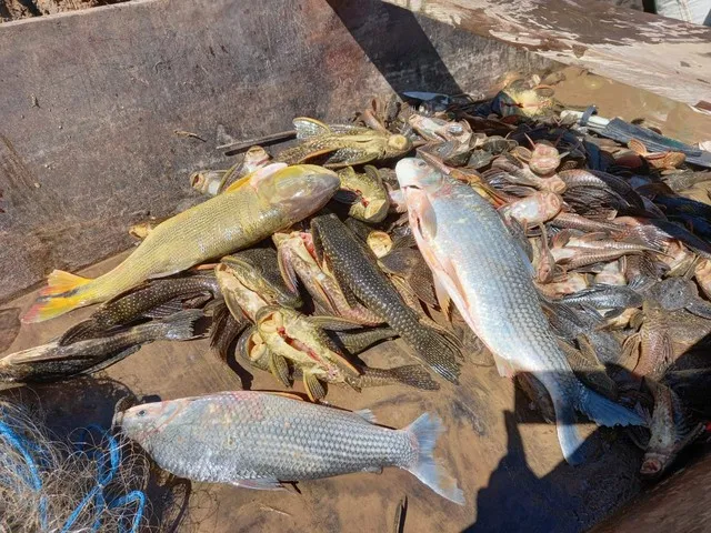 Foram apreendidos 38 quilos de peixe, 1.330 metros de redes, uma espingarda e munição, /Foto: Divulgação/PM