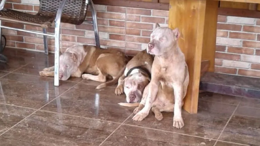 Homem morre ao ser atacado por sete pitbulls no Paraná