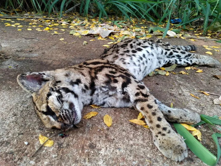 Jaguatirica é encontrada morta na entrada do Solo Sagrado; veja