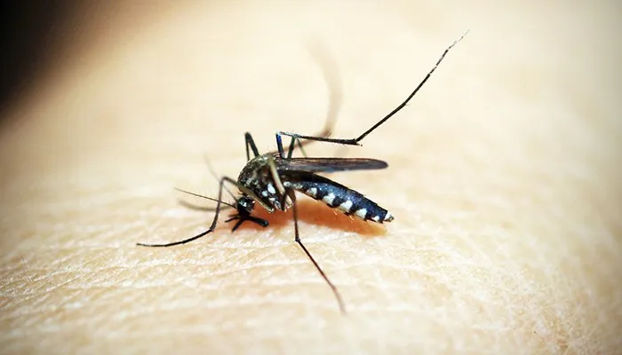 Paraná registra 605 novos casos de dengue