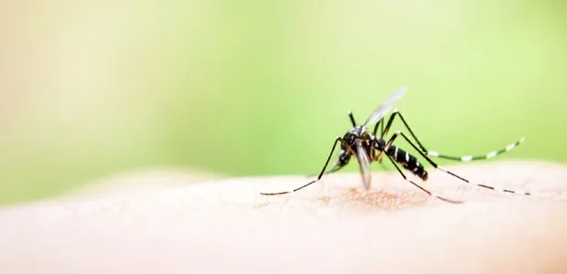 Paraná tem aumento de casos de Chikungunya
