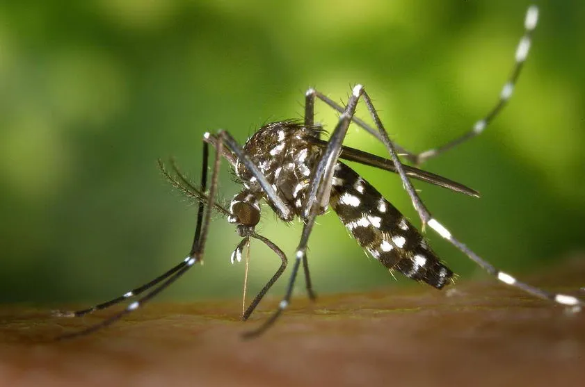 Saúde registra mais 5 mortes por dengue no Paraná