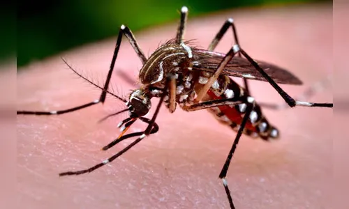 Alerta: Dengue soma 13.460 casos da doença no Paraná