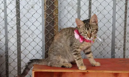 Animais especiais resgatados em Brumadinho aguardam adoção responsável