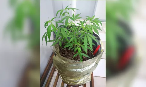 Após denúncia, PM apreende pé de maconha na Vila Nova