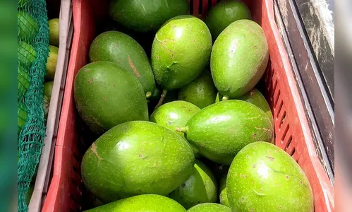 Apucarana e Arapongas lideram na produção de abacate