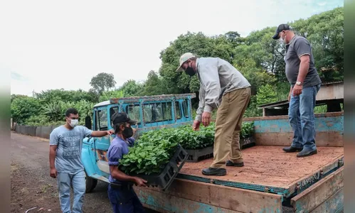 Apucarana repassa 40 mil mudas de café a produtores
