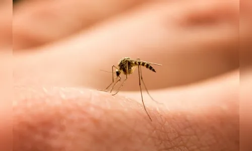 Apucaranense com chikungunya deixa alerta; assista
