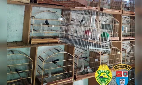 Batalhão Ambiental resgata 116 pássaros em cativeiro ilegal