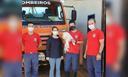 Bombeiros resgatam cão que caiu em fossa; assista