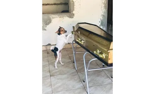 Cachorro chora morte da dona em seu velório