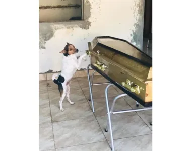 Cachorro chora morte da dona em seu velório