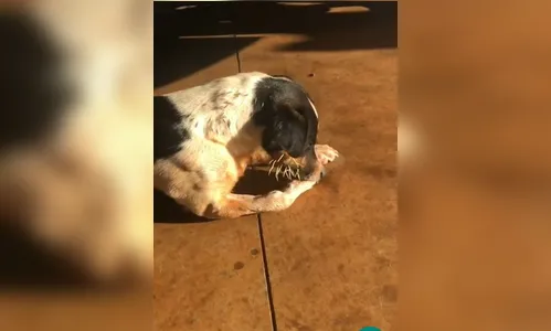 Cachorro ferido por ouriço é encontrado em Aricanduva; veja