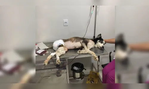 Cadela forçada a procriar em ‘fábrica de filhotes’ é resgata