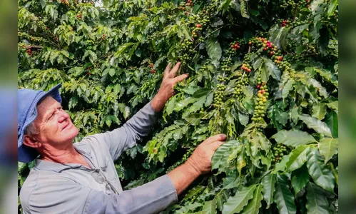 Cafeicultores investem em qualidade no pós-colheita