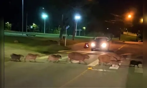 Capivaras atravessando em faixa de pedestre viralizam