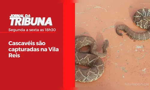 Cascavéis são capturadas na Vila Reis