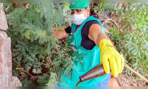 Chikungunya avança e gera alerta na saúde de Apucarana