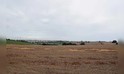 Produtores de trigo aguardam chuvas para o plantio
