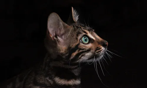 Coronavírus em animais de estimação; entenda