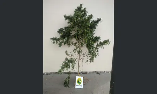 Pé de maconha de mais de dois metros é apreendido pela PM