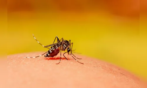 Estado registra 503 novos casos e dois óbitos por dengue