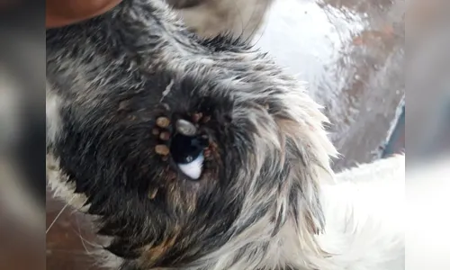 Ex-integrante de ONG é suspeita de maus-tratos contra animais; veja