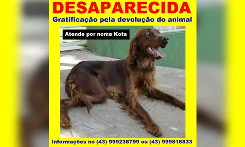 Família pede ajuda para encontrar cachorro de estimação