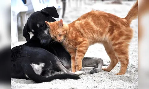 Fiocruz identifica anticorpos contra covid em cão e gatos