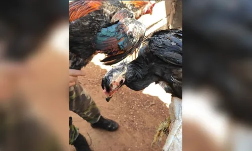 Galos de rinha avaliados em mais R$ 40 mil são  furtados
