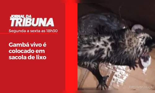 Gambá vivo é colocado em sacola de lixo